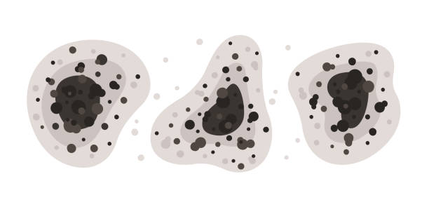 Best Black Mold Removal  in Pineville, LA